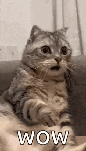 Shocked Surprised GIF