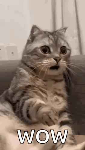 Shocked Surprised GIF