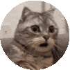 Shocked Surprised Sticker