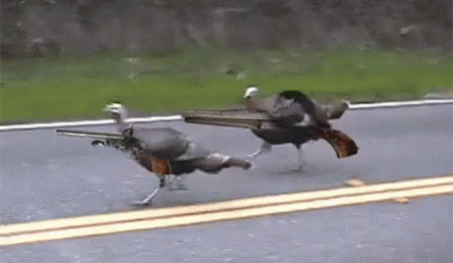 Shoot Turkey GIF