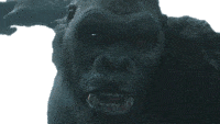 Shout King Kong Sticker