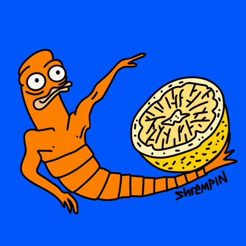 Shremp Shrimp GIF