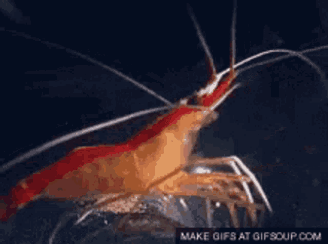 Shrimp GIF
