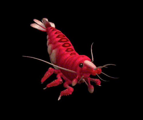 Shrimp Dance GIF