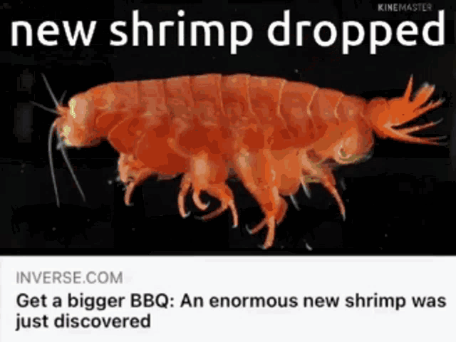 Shrimp Enormous Shrimp GIF