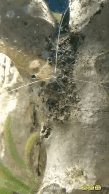 Shrimp GIF