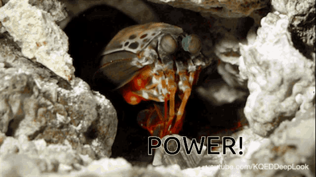 Shrimp GIF