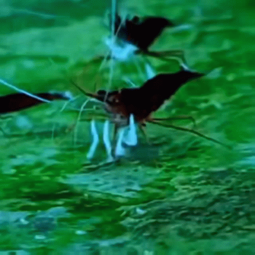 Shrimp Shrimp Dance GIF