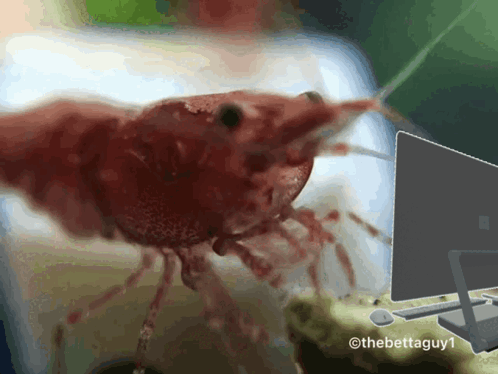 Shrimp Shrimp Typing GIF