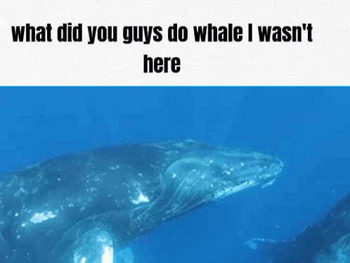 Shrimple Whale GIF