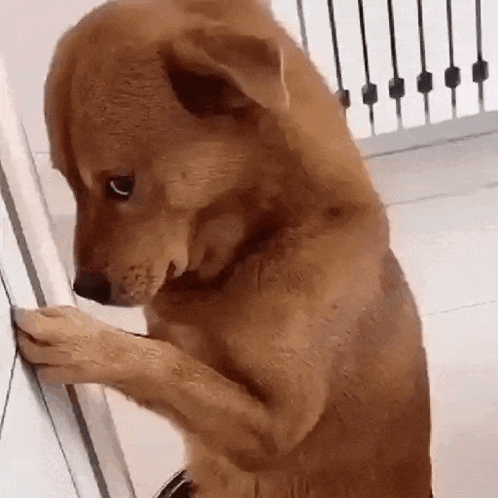 Shy Xiaopang Xiaopang Dog GIF