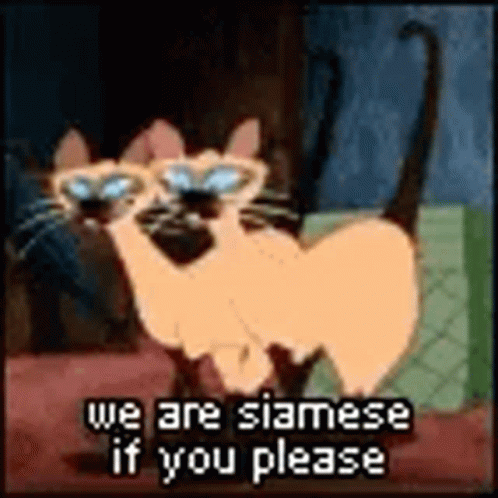 Si And GIF. This 498 x 498 animated GIF is part of our lady and the tramp siamese cats collection. Related themes include cat, please. Created by…