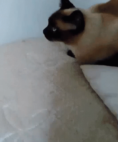 Siamese Cat Mittensbattle GIF. This 413 x 498 animated GIF is part of our lady and the tramp siamese cats collection. Related themes include cat. Created by…