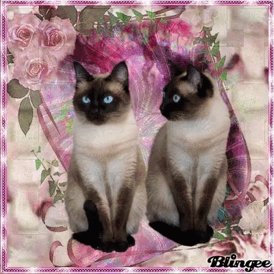 Siamese Cats GIF. This 400 x 400 animated GIF is part of our lady and the tramp siamese cats collection. Related themes include cute. Created by coolcat511…
