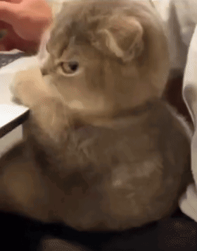 Side Eye Cat GIF