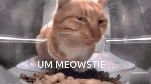 Side Eye Cat GIF