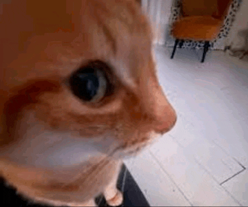 Side Eye Cat Meme