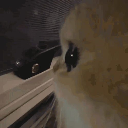 Side Eye Cat GIF