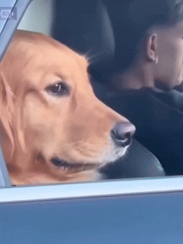 Side Eye Dog GIF