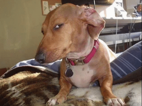 Side Eye Dog Suspicious Look GIF