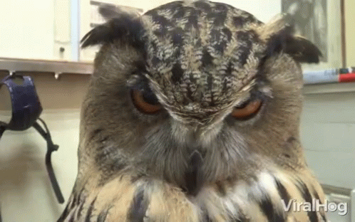 Side Eye Head Turn GIF