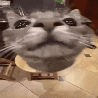 Silly GIF