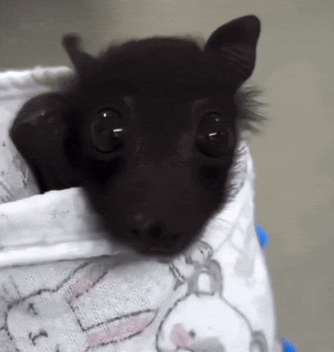 Silly Bat Cute Bat GIF