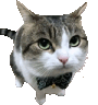 Silly Cat Classic Cat Sticker