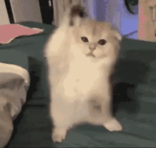 Silly Cat Kitten GIF