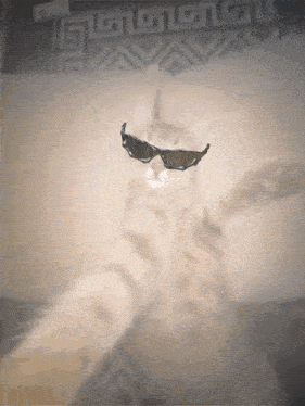 Silly Cat GIF
