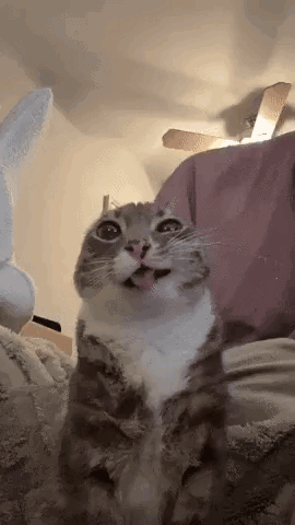 Silly Cat Tongue GIF