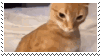 Silly Cat Sticker