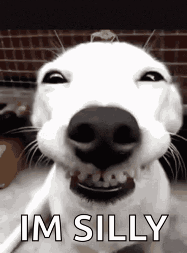 Silly Dog Funny Ha Ha Super Funny Dog Gif GIF