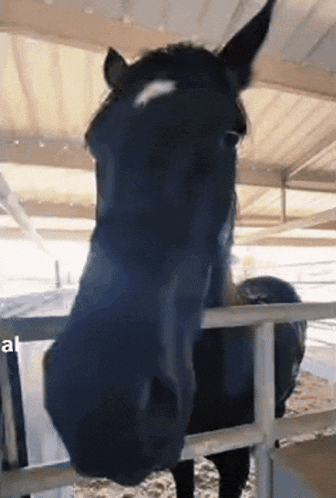 Silly Funny GIF