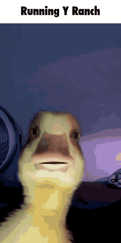 Silly Goose Erm GIF