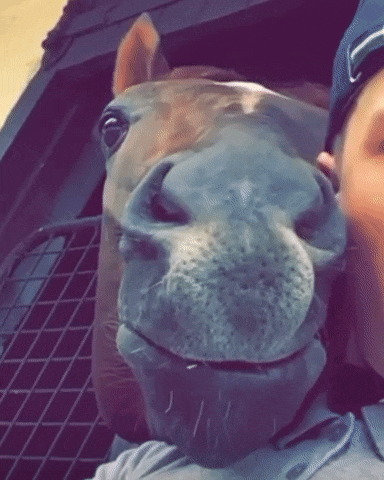 Silly Horse GIF