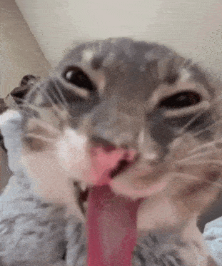 Sillycat GIF