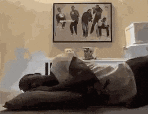Sillygroovycool GIF