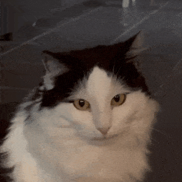 Simba Zoom GIF