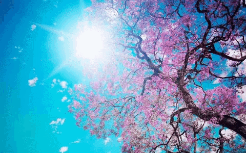Sindia Sindija1234 GIF