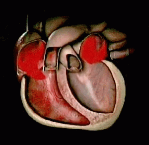 Sinusrhythm Heartbeats GIF