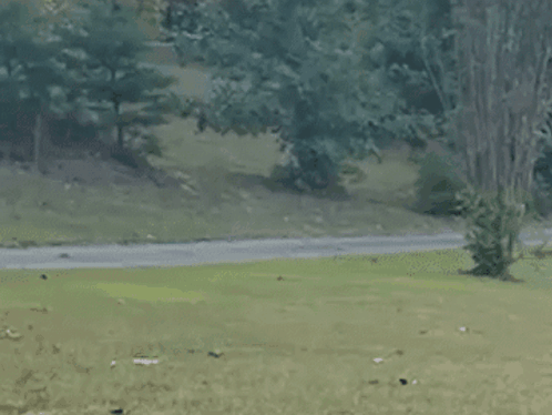 Sirseanyt Sean Run GIF