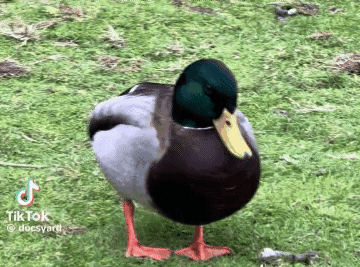 Sittim Duck Sitting Mallard Plop GIF