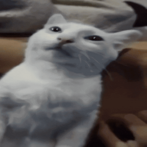 Skeleton Running Cat Meme Frozen White Cat Meme 2025 Cat Meme Brain Rot GIF
