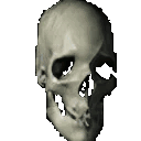 Skull Sticker