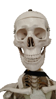 Skull Sticker
