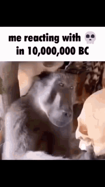 Skull Skull Reaction GIF
