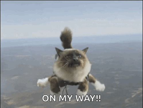 Skydiving Kitty GIF. This 498 x 374 animated GIF is part of our lady and the tramp siamese cats collection. Created by MelissaFermin. View the original…