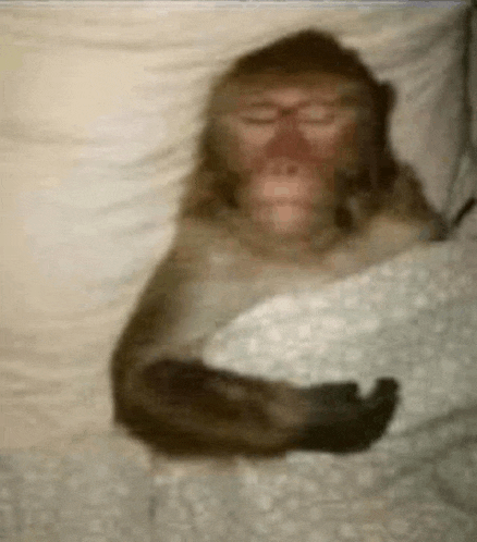 Sleep Zzzzz Meme