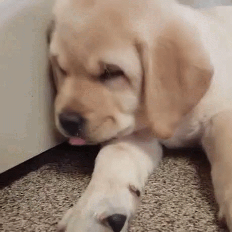 Sleeping Dog GIF